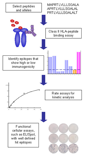 Flow diagram for the REVEAL Class II HLA-peptide Binding Assay