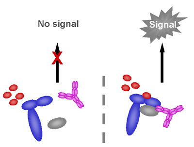 Schematic representation of MHC-peptide binding assay