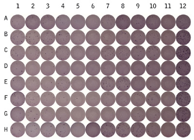 Representative ELISPOT plate showing reactivity to five sub-pools of peptides in screening experiments